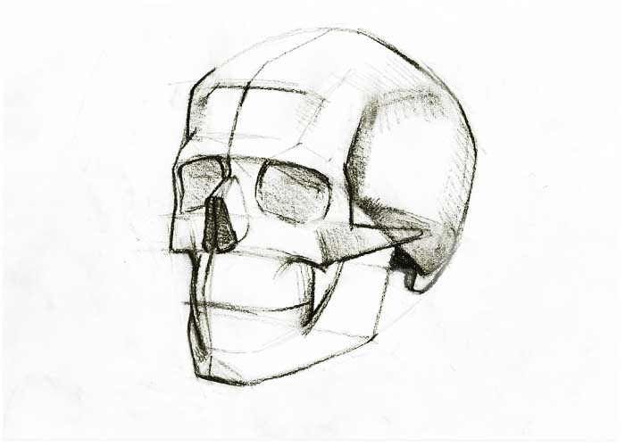 Skull quick drawing