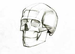 Dibujo de un cráneo
