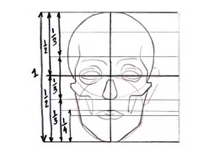 face proportions