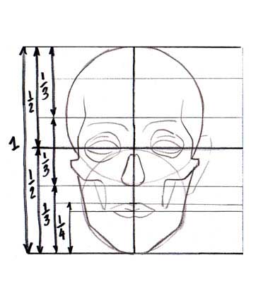 Human face proportions