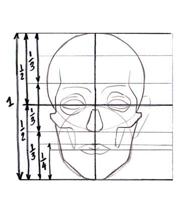 Proporciones, rostro