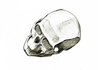 Human skull sketch