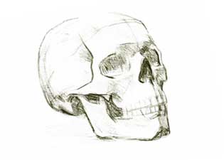 Рисование пропорций черепа 
