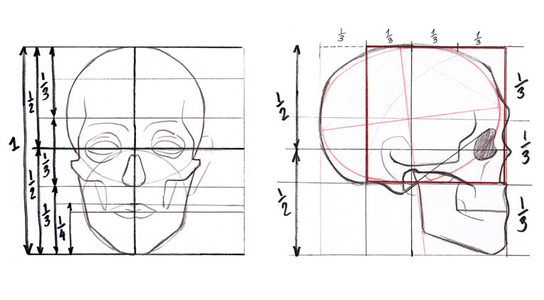 Proporciones de un cráneo humano