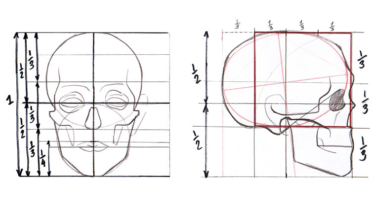Proporciones de la Cabeza