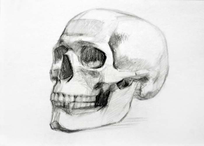 Skull drawing 3/4 view